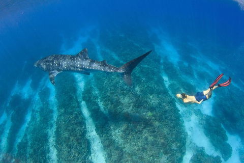 VIP Luxury Chartered Escapes, Exploring The Reef At Your Own Pace - Kingaroy Accommodation 47