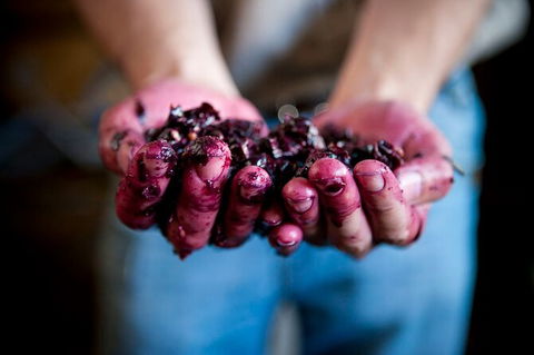 Cape Mentelle Behind The Scenes Tour - Kingaroy Accommodation 7