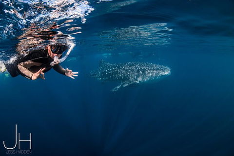 Deluxe WhaleShark Swim Tour On The Ningaloo Reef From Exmouth - Kingaroy Accommodation 0