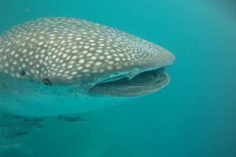 Deluxe WhaleShark Swim Tour On The Ningaloo Reef From Exmouth - Kingaroy Accommodation 1