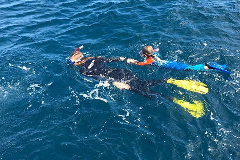 Deluxe WhaleShark Swim Tour On The Ningaloo Reef From Exmouth - Kingaroy Accommodation 5