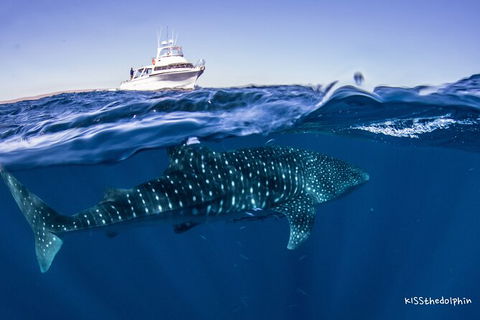Deluxe WhaleShark Swim Tour On The Ningaloo Reef From Exmouth - Kingaroy Accommodation 7