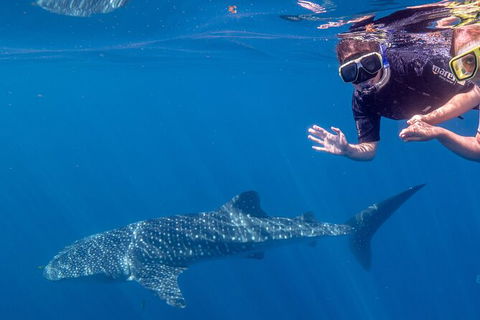 Deluxe WhaleShark Swim Tour On The Ningaloo Reef From Exmouth - Kingaroy Accommodation 3