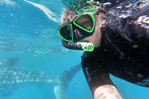 Deluxe WhaleShark Swim Tour On The Ningaloo Reef From Exmouth - Kingaroy Accommodation 4