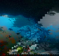 Rottnest Island scuba diving from Fremantle - Kingaroy Accommodation