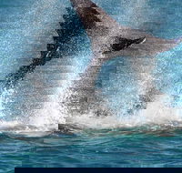 Whale-Watching Cruise and Hillarys Boat Harbour Day Trip from Perth - Kingaroy Accommodation