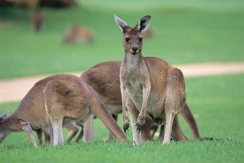 Half-Day Yanchep National Park & Crystal Cave - Kingaroy Accommodation 0
