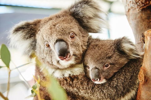 Half-Day Yanchep National Park & Crystal Cave - Kingaroy Accommodation 3