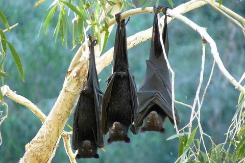 Amazing Windjana Gorge And Tunnel Creek Adventure From Broome - Kingaroy Accommodation 1