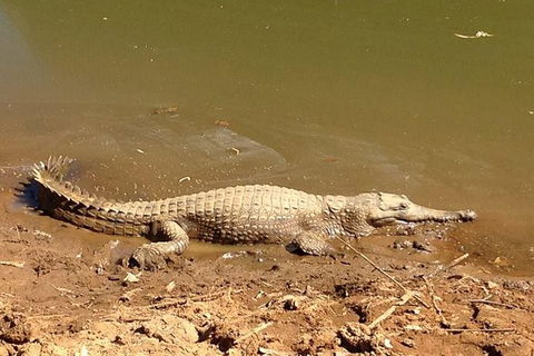 Amazing Windjana Gorge And Tunnel Creek Adventure From Broome - Kingaroy Accommodation 7