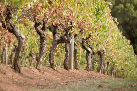 Vasse Felix Winery Tour And Tasting - Kingaroy Accommodation 3