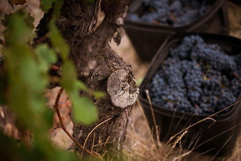 Vasse Felix Winery Tour And Tasting - Kingaroy Accommodation 4