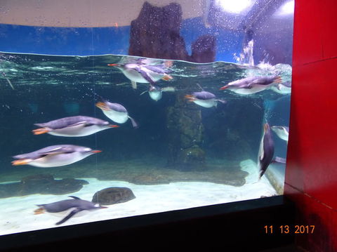 SEA LIFE Melbourne Aquarium Admission Ticket - Kingaroy Accommodation 6