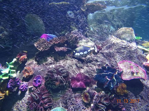 SEA LIFE Melbourne Aquarium Admission Ticket - Kingaroy Accommodation 3