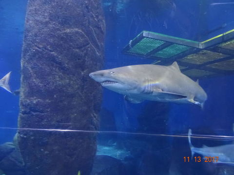 SEA LIFE Melbourne Aquarium Admission Ticket - Kingaroy Accommodation 5