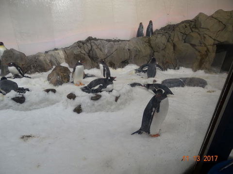 SEA LIFE Melbourne Aquarium Admission Ticket - Kingaroy Accommodation 4