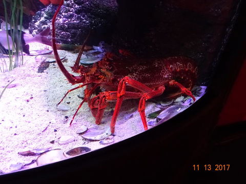SEA LIFE Melbourne Aquarium Admission Ticket - Kingaroy Accommodation 11