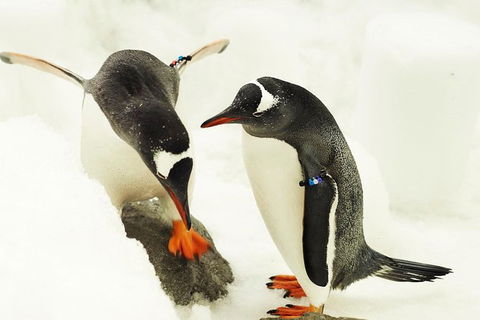 SEA LIFE Melbourne Aquarium Admission Ticket - Kingaroy Accommodation 1