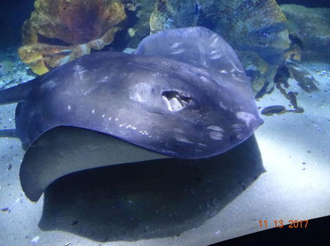 SEA LIFE Melbourne Aquarium Admission Ticket - Kingaroy Accommodation 9