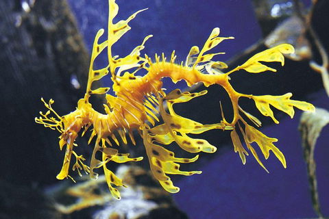 SEA LIFE Melbourne Aquarium Admission Ticket - Kingaroy Accommodation 19