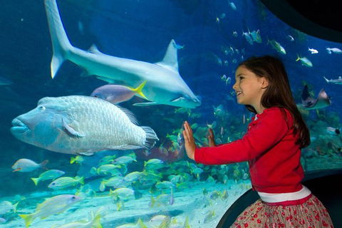 SEA LIFE Melbourne Aquarium Admission Ticket - Kingaroy Accommodation 25