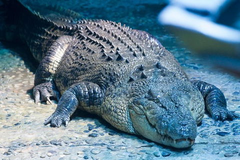SEA LIFE Melbourne Aquarium Admission Ticket - Kingaroy Accommodation 20