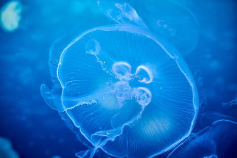 SEA LIFE Melbourne Aquarium Admission Ticket - Kingaroy Accommodation 22