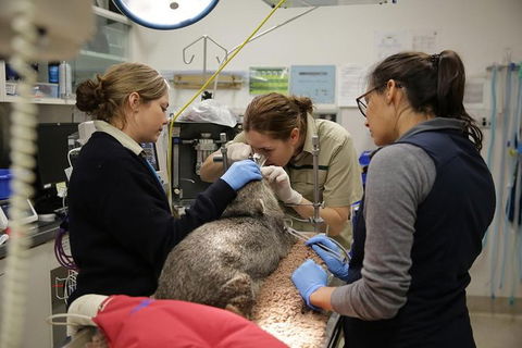 Healesville Sanctuary General Entry Ticket - Kingaroy Accommodation 7