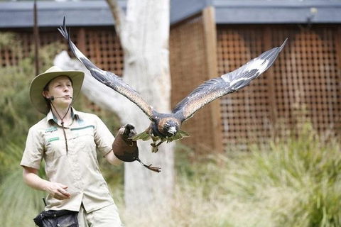 Healesville Sanctuary General Entry Ticket - Kingaroy Accommodation 3