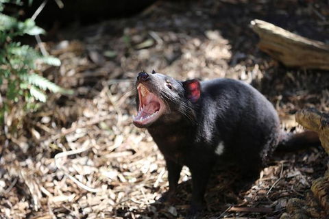 Healesville Sanctuary General Entry Ticket - Kingaroy Accommodation 5