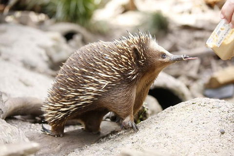 Healesville Sanctuary General Entry Ticket - Kingaroy Accommodation 4