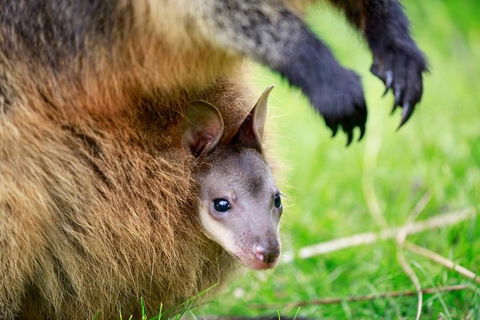 Healesville Sanctuary General Entry Ticket - Kingaroy Accommodation 9