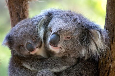Healesville Sanctuary General Entry Ticket - Kingaroy Accommodation 2