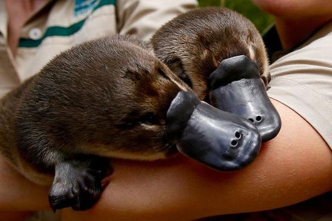 Healesville Sanctuary General Entry Ticket - Kingaroy Accommodation 8