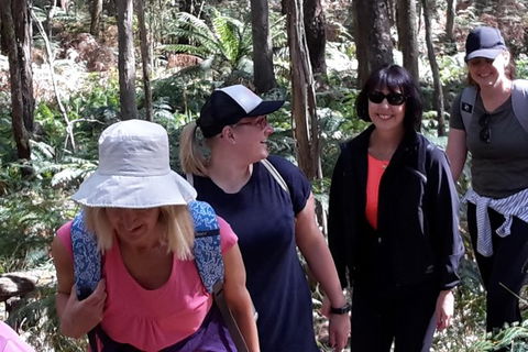 GPS Guided Walks In The Daylesford Forest - Kingaroy Accommodation 1