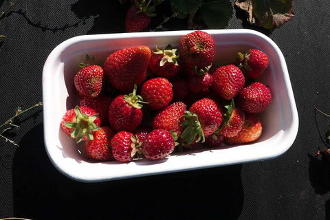 Agrarian Kitchen Eatery And Derwent Valley Gourmet Food Tour - Kingaroy Accommodation 8