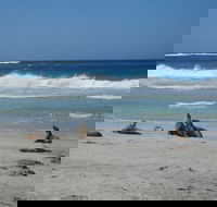 Kangaroo Island in a Day Tour from Adelaide - Kingaroy Accommodation