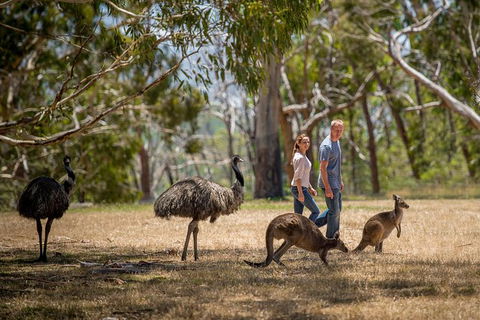 Mount Lofty Hike And Cleland Wildlife Park Day Trip From Adelaide - Kingaroy Accommodation 3