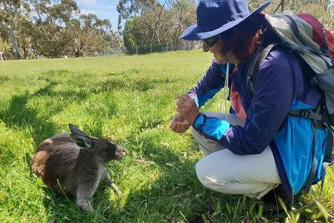 Mount Lofty Hike And Cleland Wildlife Park Day Trip From Adelaide - Kingaroy Accommodation 6