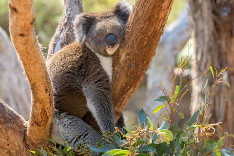 Mount Lofty Hike And Cleland Wildlife Park Day Trip From Adelaide - Kingaroy Accommodation 4