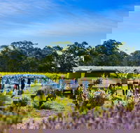 Micro-Group Barossa Valley Wine Tour from Adelaide - Kingaroy Accommodation