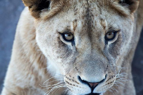 Lions At Bedtime And A Day At Monarto Safari Park - Kingaroy Accommodation 1