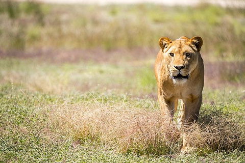 Lions At Bedtime And A Day At Monarto Safari Park - Kingaroy Accommodation 0