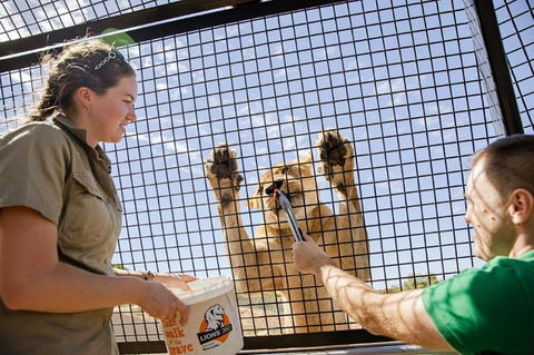 Lions 360 Experience And A Day At Monarto Safari Park - Kingaroy Accommodation 1