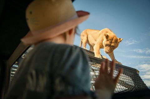 Lions 360 Experience And A Day At Monarto Safari Park - Kingaroy Accommodation 0