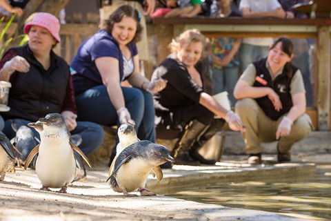 Adelaide Zoo Behind The Scenes Experience: Penguins In Person - Kingaroy Accommodation 0