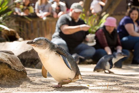 Adelaide Zoo Behind The Scenes Experience: Penguins In Person - Kingaroy Accommodation 1
