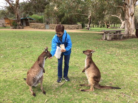 Adelaide Highlights And Hahndorf Tour With Optional River Cruise - Kingaroy Accommodation 3