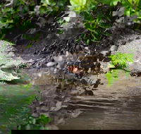 Whitsunday Crocodile Safari including Lunch