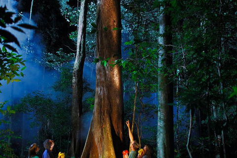 Daintree Rainforest Night Walk From Cape Tribulation - Kingaroy Accommodation 1